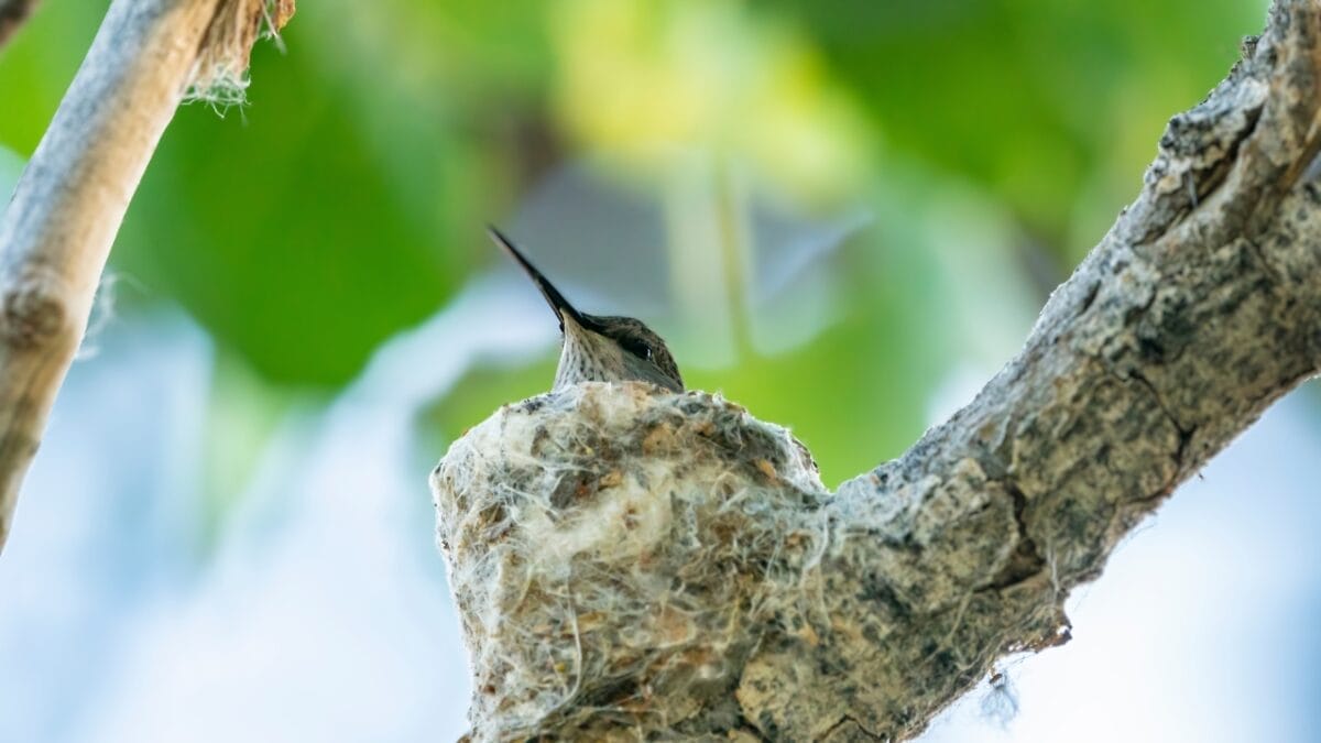 5 Places Where Hummingbirds Nest 3 5 Places Where Hummingbirds Nest - female black chinned hummingbird on nest ss2004656693 1