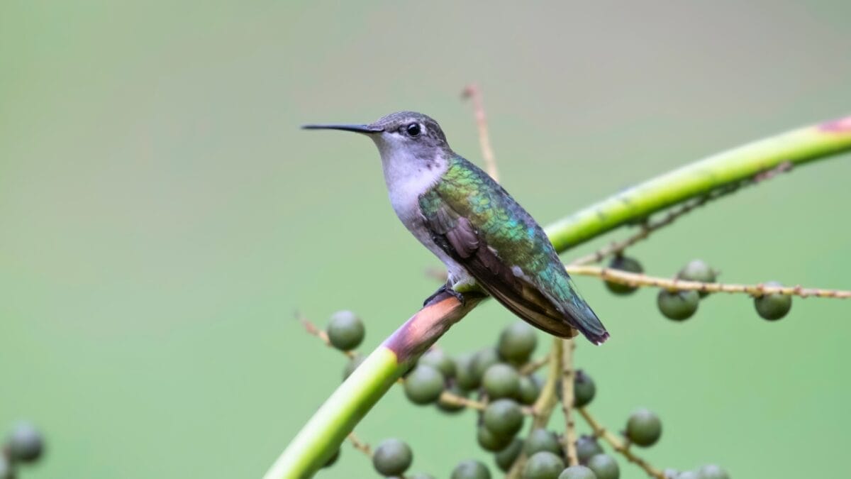 10 Ways to Identify a Black-Chinned Hummingbird 3 10 Ways to Identify a Black-Chinned Hummingbird - female black chinned hummingbird ss1178849428
