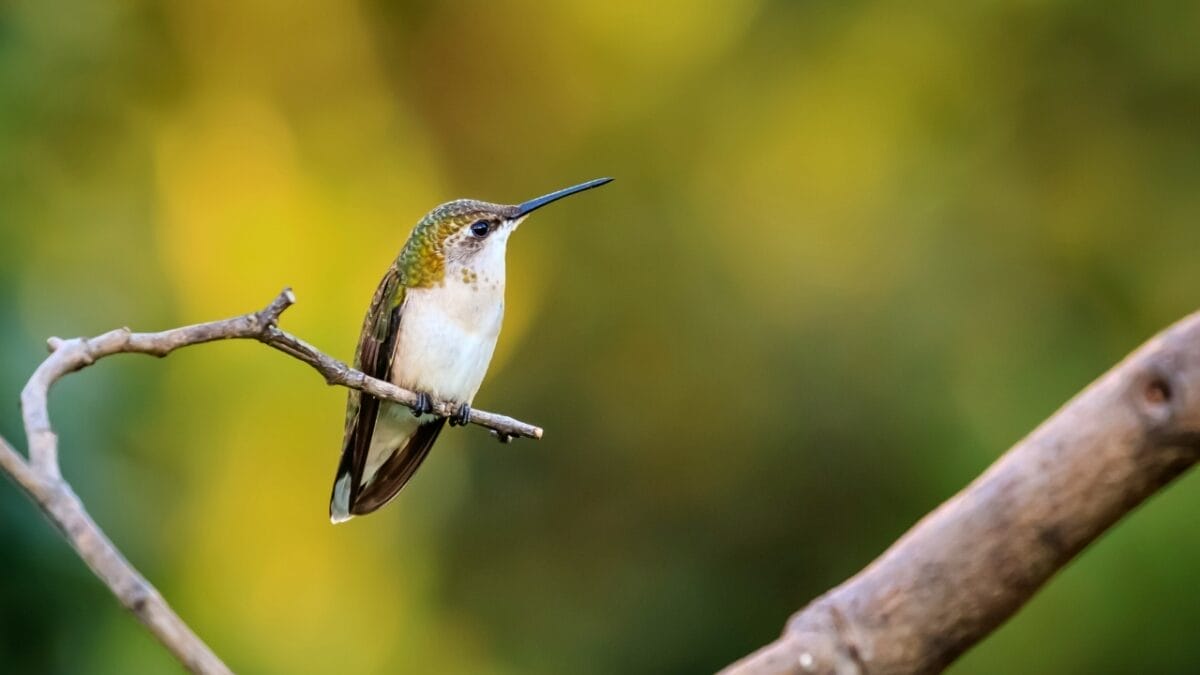 6 Hummingbird Facts Most People Don't Know 5 6 Hummingbird Facts Most People Don't Know - female ruby coated hummingbird ss1961809648