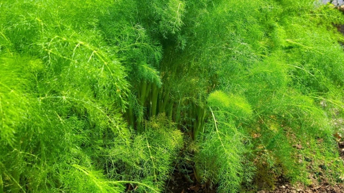 Solve Your Weed Woes with 12 Perennial Herbs That Naturally Suppress Unwanted Growth 11 Solve Your Weed Woes with 12 Perennial Herbs That Naturally Suppress Unwanted Growth - fennel dp56344351