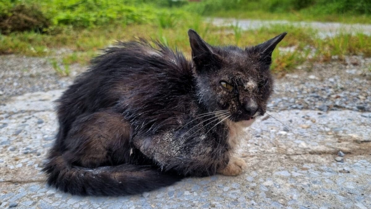 Stray Cat or Feral Cat? Understanding the Differences 3 Stray Cat or Feral Cat? Understanding the Differences - feral cat ss2240609381 1