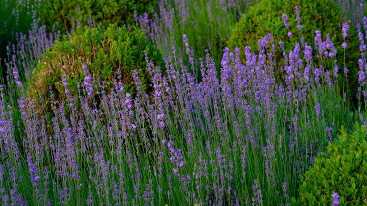 12 Soul-Soothing Lavender Varieties For Your Garden 10 12 Soul-Soothing Lavender Varieties For Your Garden - fernleaf lavender flowers dp388465170
