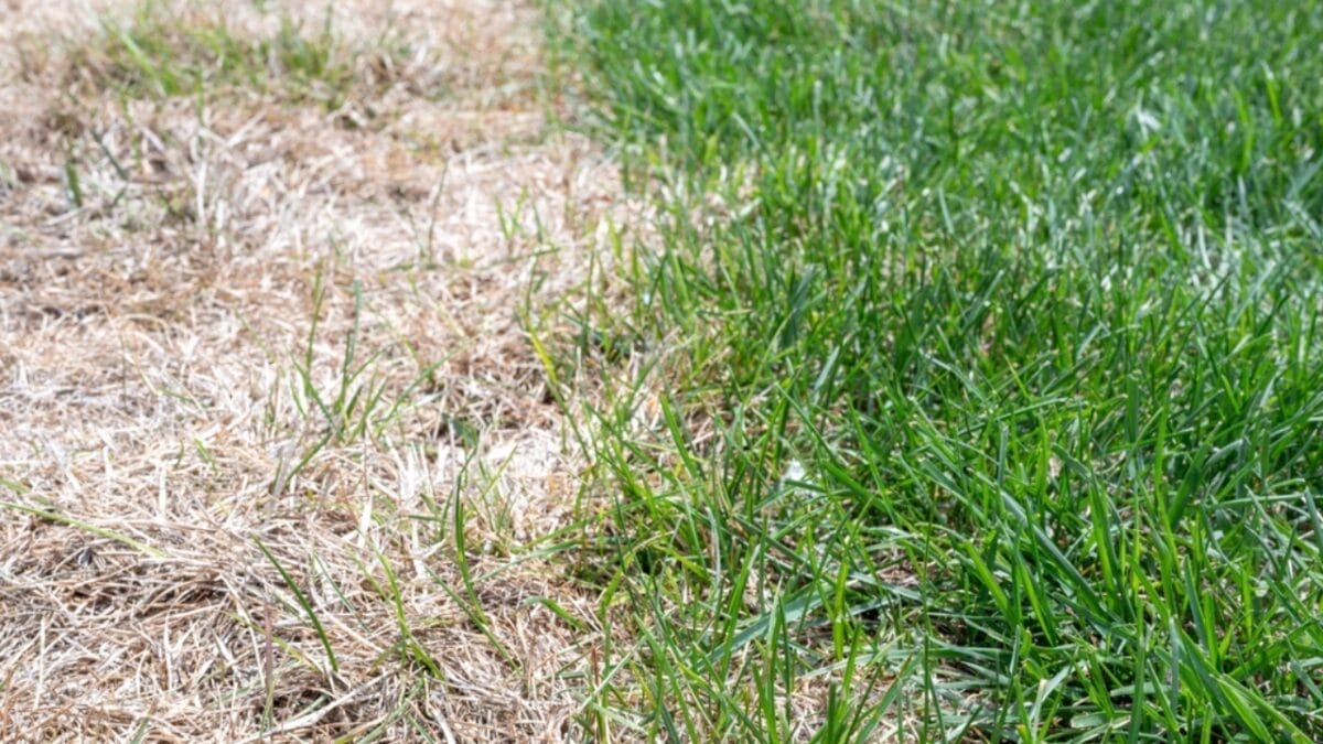 10 Reasons to Never Use Miracle-Gro In Your Garden 4 10 Reasons to Never Use Miracle-Gro In Your Garden - fertilizer burn ss2158494539