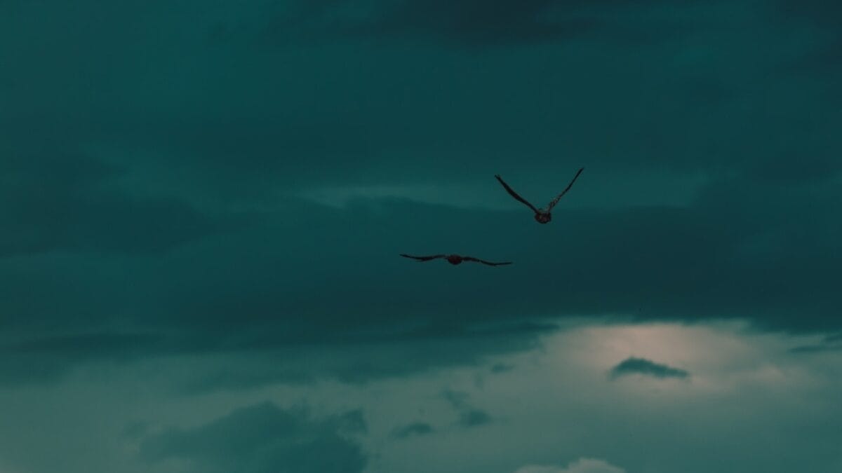 8 Little-Known Facts About the 8-Foot Millipede that Once Ruled the Carboniferous Era 7 8 Little-Known Facts About the 8-Foot Millipede that Once Ruled the Carboniferous Era - few predator ss2369224321