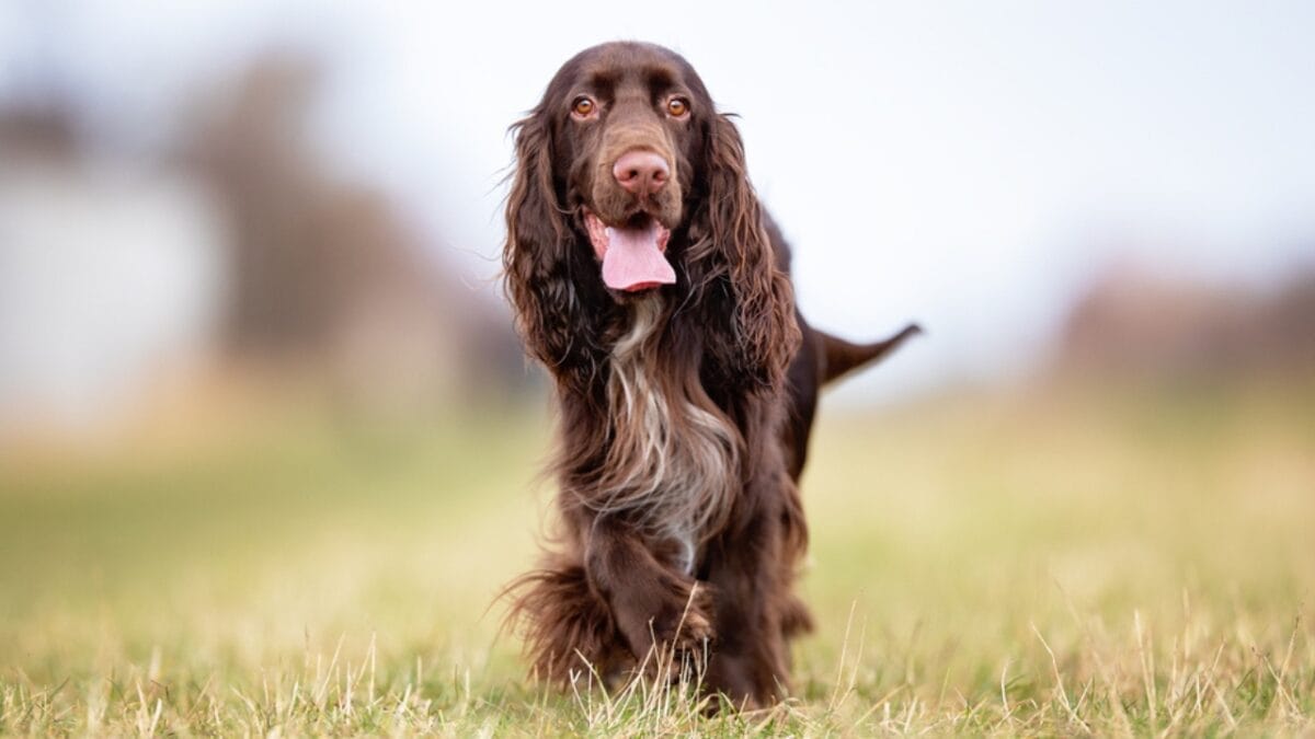 10 Things About Field Spaniel Dogs Only Experts Know 7 10 Things About Field Spaniel Dogs Only Experts Know - field spaniel coat ss1671161983