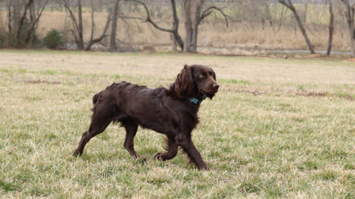 10 Things About Field Spaniel Dogs Only Experts Know 4 10 Things About Field Spaniel Dogs Only Experts Know - field spaniel hunter ss679630654