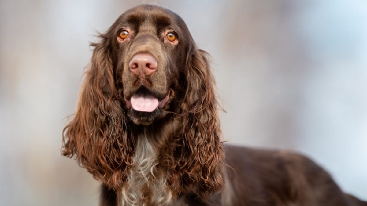 10 Things About Field Spaniel Dogs Only Experts Know - field spaniel nose ss1671161971