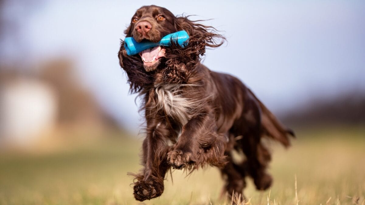 10 Things About Field Spaniel Dogs Only Experts Know 11 10 Things About Field Spaniel Dogs Only Experts Know - field spaniel playing ss1684823728
