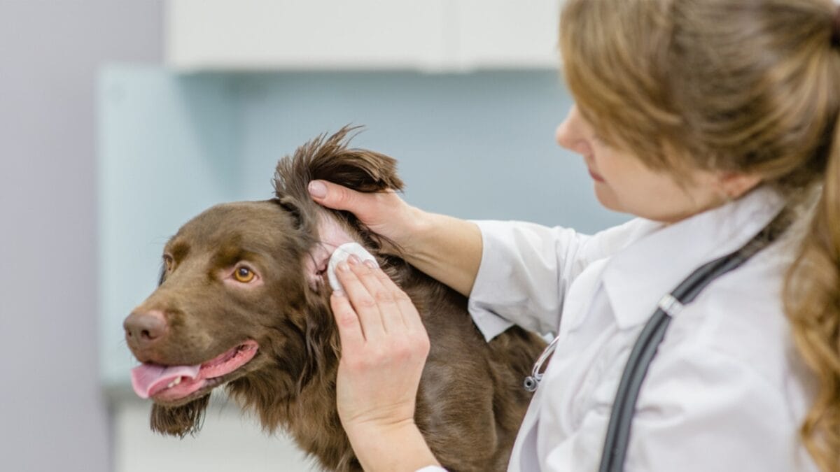 10 Things About Field Spaniel Dogs Only Experts Know 6 10 Things About Field Spaniel Dogs Only Experts Know - field spaniel vet ss1983305432