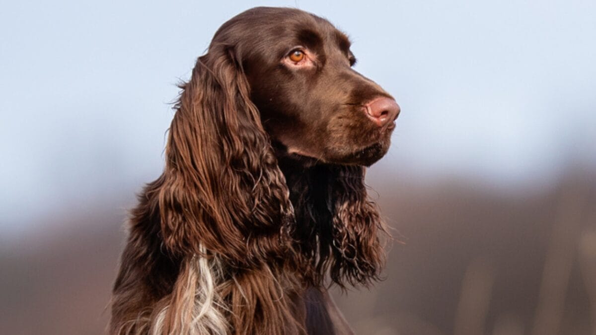 10 Things About Field Spaniel Dogs Only Experts Know 8 10 Things About Field Spaniel Dogs Only Experts Know - field spaniel water ss1671161974