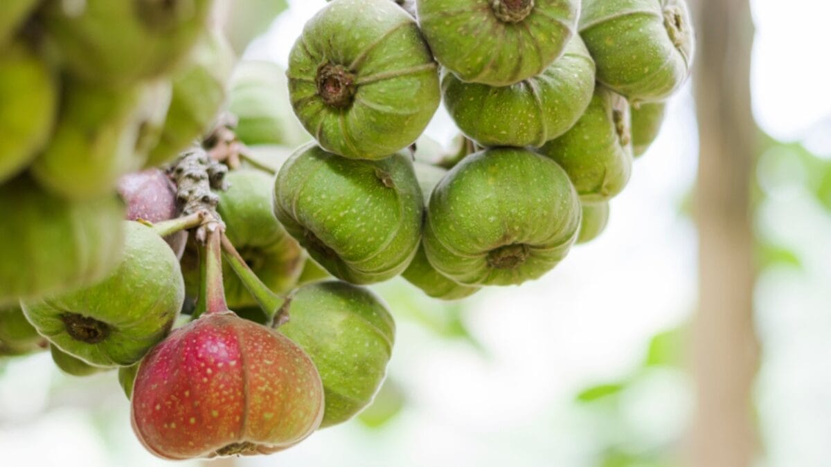 Grow Juicy Figs That Last Decades: 13 Steps to Start Now 3 Grow Juicy Figs That Last Decades: 13 Steps to Start Now - figs in tree dp568357508