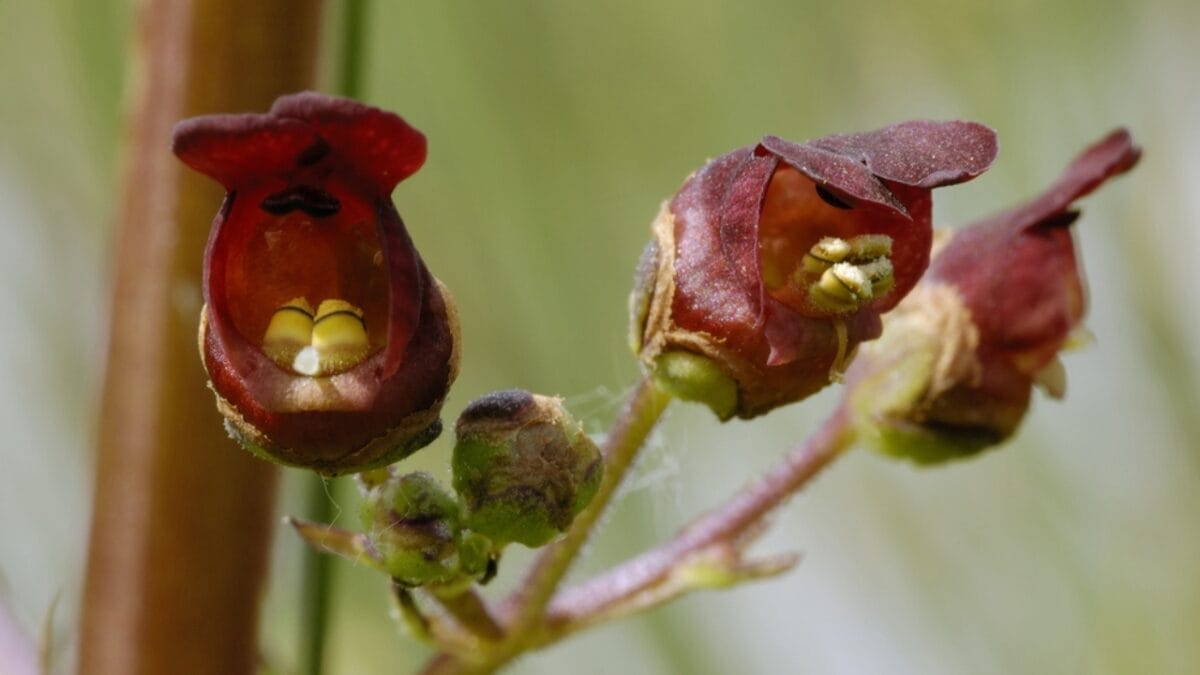 Want Fewer Wasps in Your Yard? Weed Out the Figwort 2 Want Fewer Wasps in Your Yard? Weed Out the Figwort - figwort flower closeup ss357363272