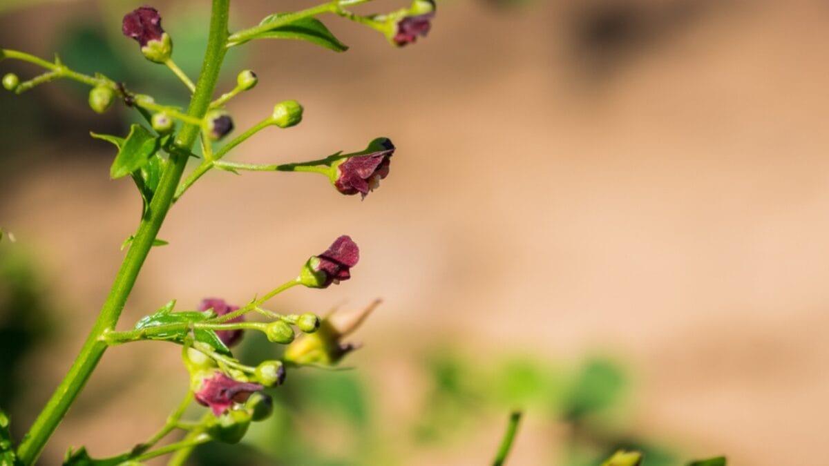 Want Fewer Wasps in Your Yard? Weed Out the Figwort 6 Want Fewer Wasps in Your Yard? Weed Out the Figwort - figwort side closeup ss633759188