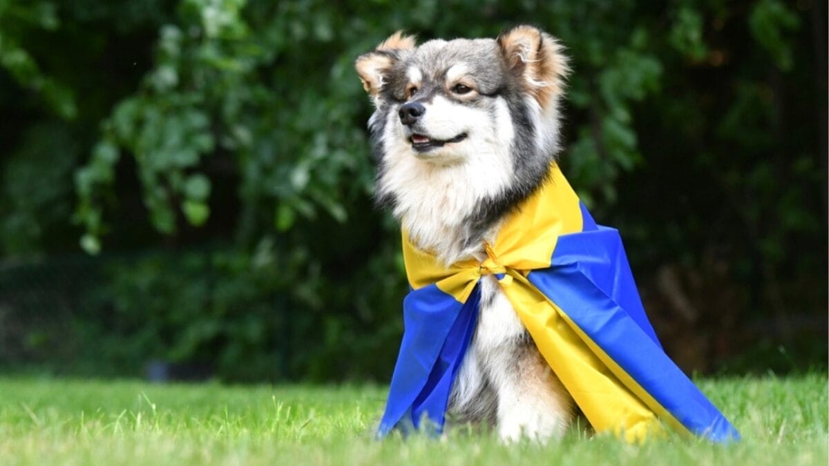 10 Ways to Successfully Train Your Finnish Lapphund Dog 3 10 Ways to Successfully Train Your Finnish Lapphund Dog - finnish lapphund dog dp496005252