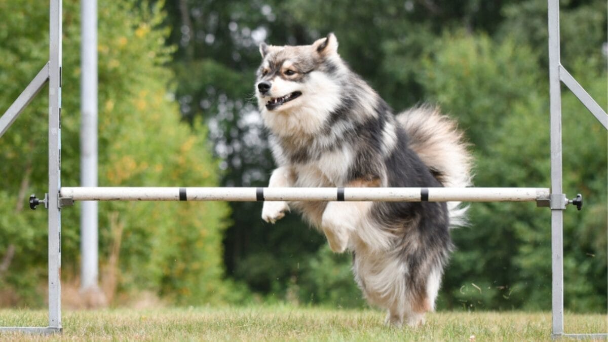 10 Ways to Successfully Train Your Finnish Lapphund Dog 8 10 Ways to Successfully Train Your Finnish Lapphund Dog - finnish lapphund harsh training dp530218970