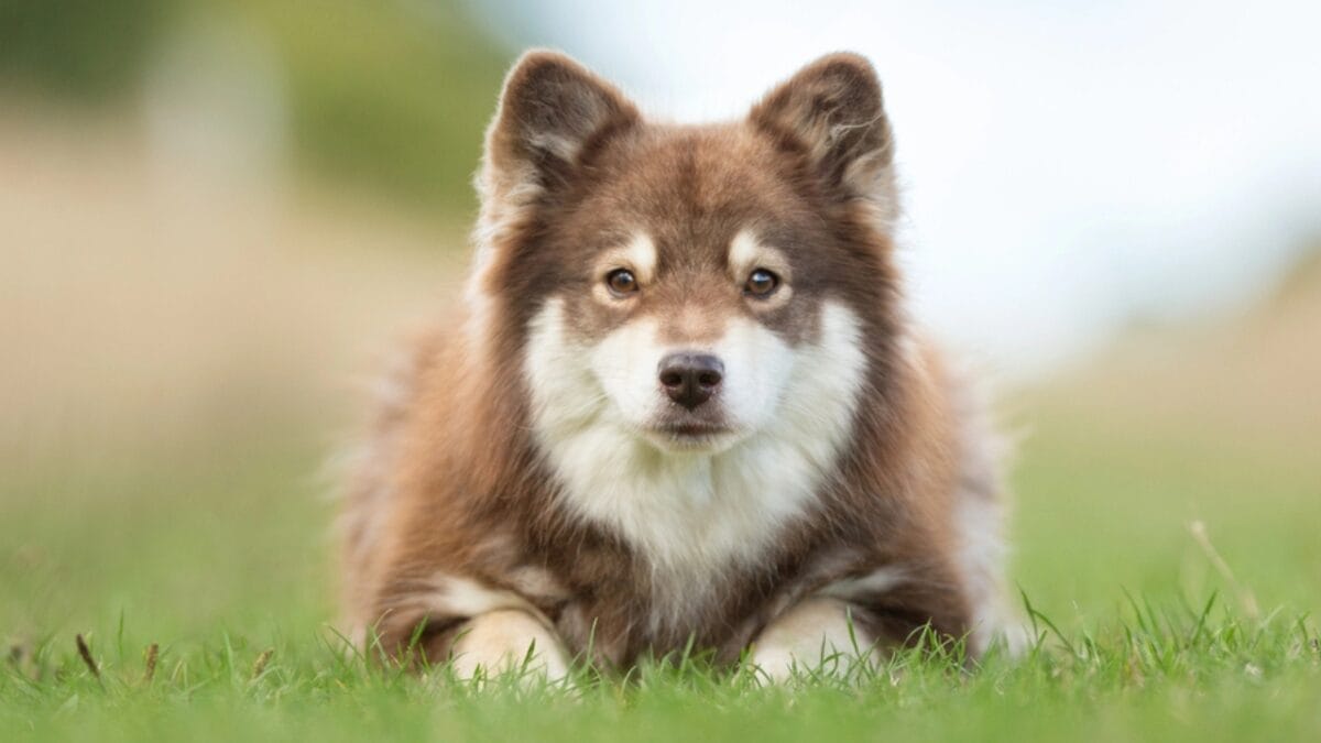 10 Ways to Successfully Train Your Finnish Lapphund Dog 7 10 Ways to Successfully Train Your Finnish Lapphund Dog - finnish lapphund independent dp144472203