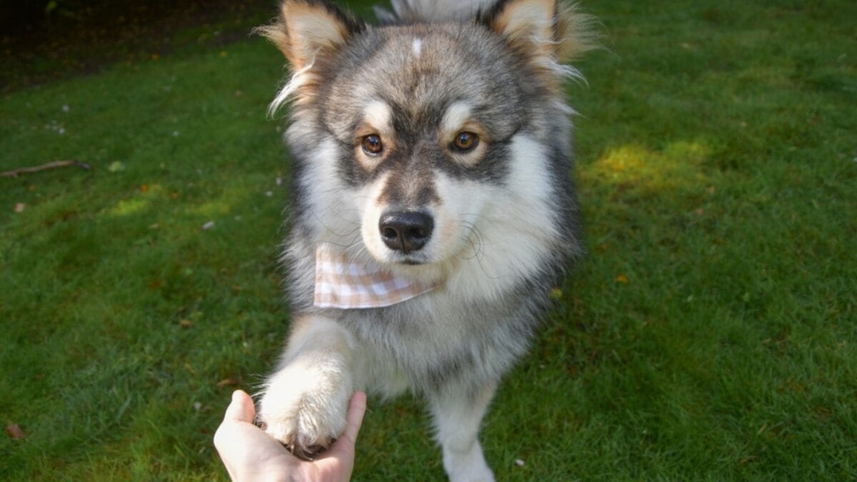 10 Ways to Successfully Train Your Finnish Lapphund Dog 10 10 Ways to Successfully Train Your Finnish Lapphund Dog - finnish lapphund paw dp553207066