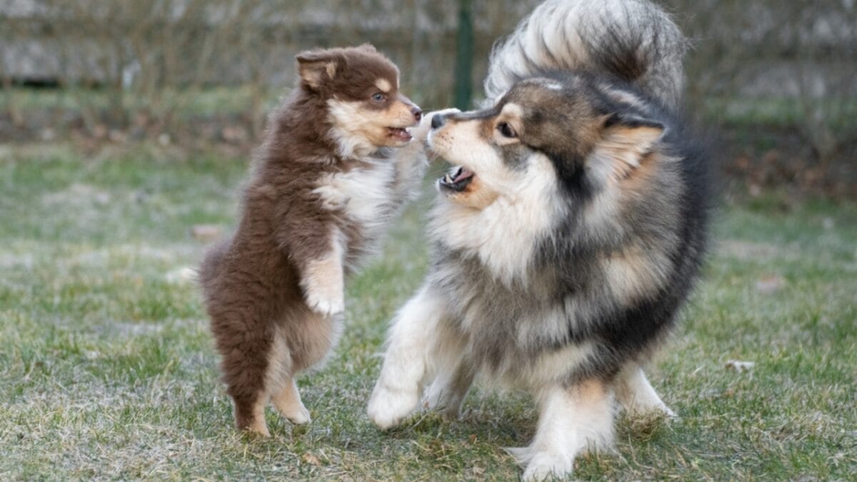 10 Ways to Successfully Train Your Finnish Lapphund Dog 6 10 Ways to Successfully Train Your Finnish Lapphund Dog - finnish lapphund puppy dp583241340