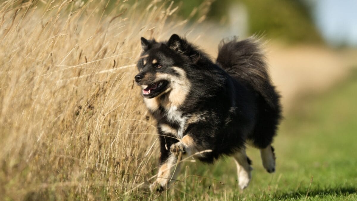 10 Ways to Successfully Train Your Finnish Lapphund Dog 5 10 Ways to Successfully Train Your Finnish Lapphund Dog - finnish lapphund training dp186306910