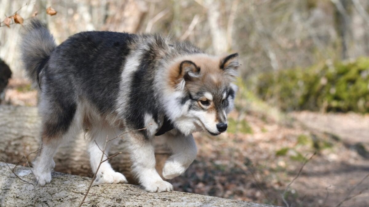 10 Ways to Successfully Train Your Finnish Lapphund Dog 9 10 Ways to Successfully Train Your Finnish Lapphund Dog - finnish lapphund training short dp479308968