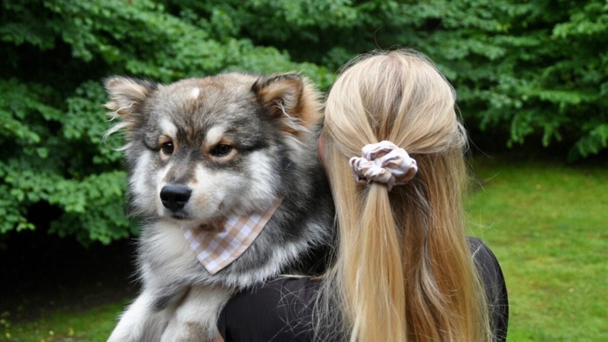 10 Ways to Successfully Train Your Finnish Lapphund Dog 11 10 Ways to Successfully Train Your Finnish Lapphund Dog - finnish lapphund with calm owner dp514579876