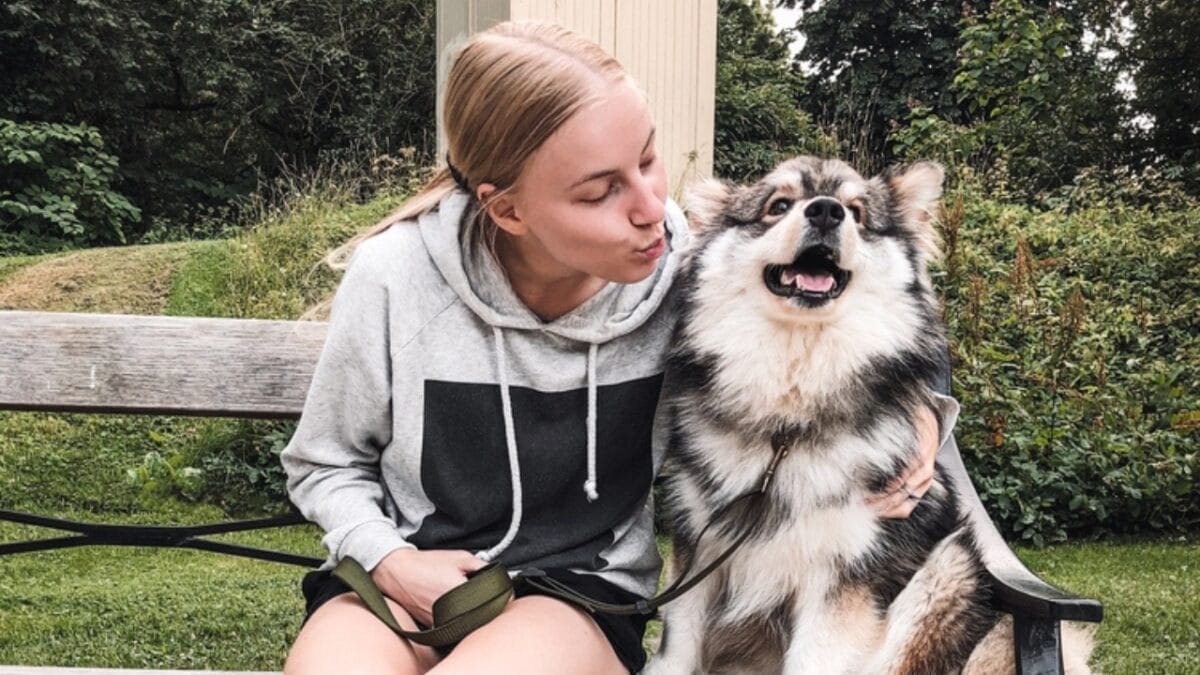 10 Ways to Successfully Train Your Finnish Lapphund Dog 4 10 Ways to Successfully Train Your Finnish Lapphund Dog - finnish lapphund with owner dp539559162