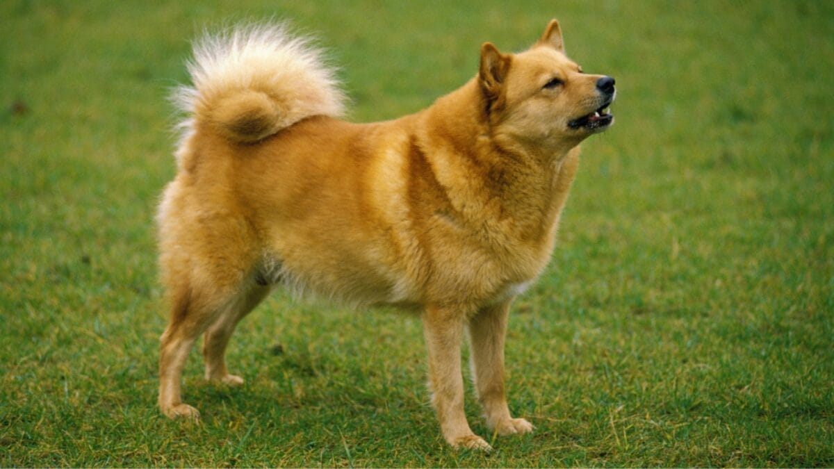 15 Dog Behaviors You’re Probably Misunderstanding - finnish spitz barking dp350765476