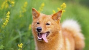 10 Rare Dog Breeds Most People Don't Know About 1 10 Rare Dog Breeds Most People Don't Know About - finnish spitz dog ss760300237