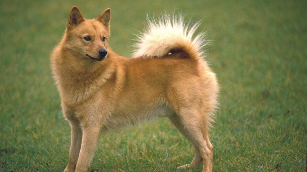 10 Facts About the Finnish Spitz Dog Breed That Makes Them Unique 3 10 Facts About the Finnish Spitz Dog Breed That Makes Them Unique - finnish spitz extinct dp337385858