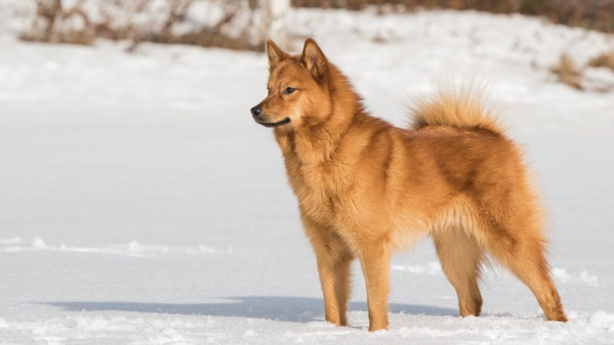 10 Facts About the Finnish Spitz Dog Breed That Makes Them Unique 11 10 Facts About the Finnish Spitz Dog Breed That Makes Them Unique - finnish spitz hunter dp460275646