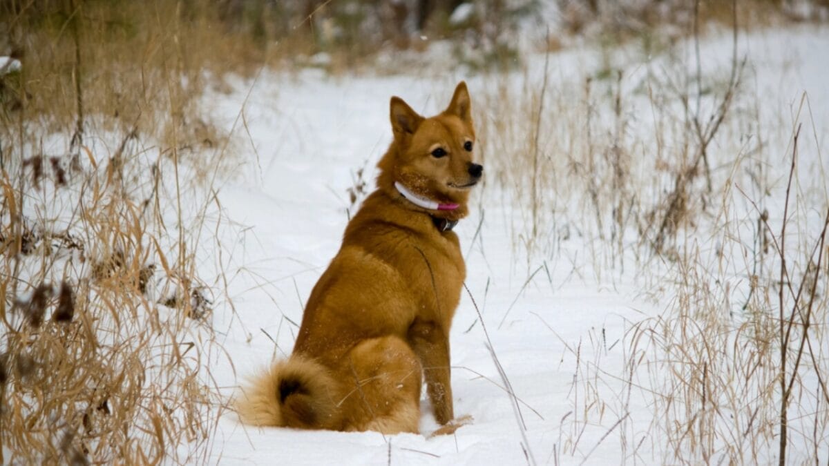 10 Facts About the Finnish Spitz Dog Breed That Makes Them Unique 8 10 Facts About the Finnish Spitz Dog Breed That Makes Them Unique - finnish spitz in snow dp323972624
