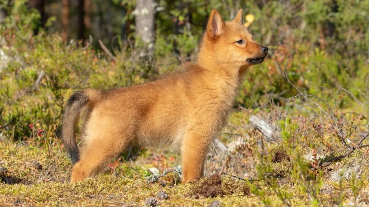10 Facts About the Finnish Spitz Dog Breed That Makes Them Unique 7 10 Facts About the Finnish Spitz Dog Breed That Makes Them Unique - finnish spitz puppy dp483534894