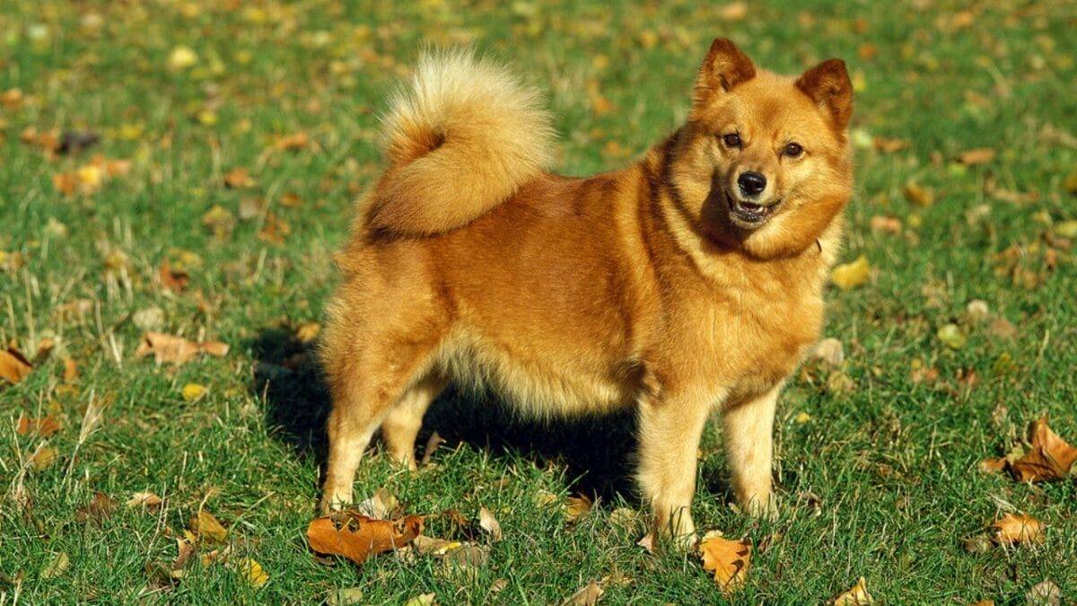10 Facts About the Finnish Spitz Dog Breed That Makes Them Unique 9 10 Facts About the Finnish Spitz Dog Breed That Makes Them Unique - finnish spitz small dp5906633