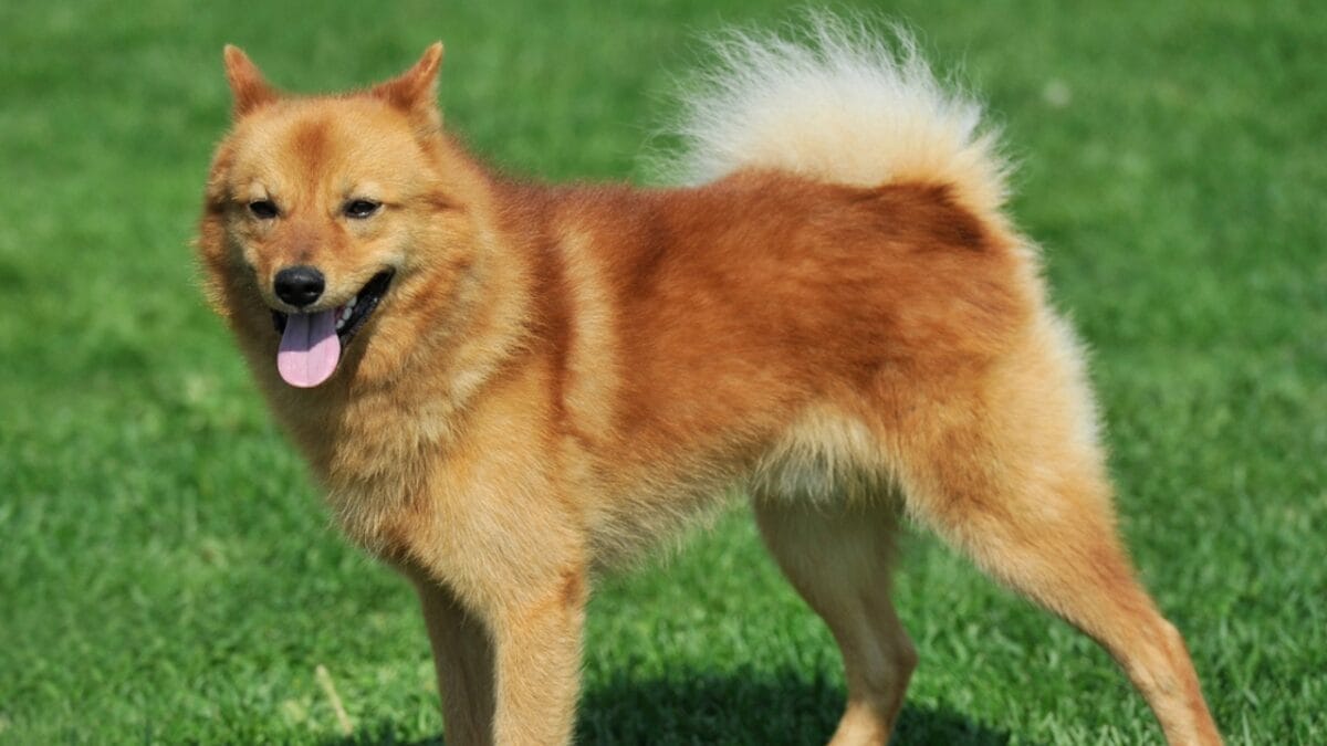 Meet 20 Adorable Dog Breeds with Pointy Ears & Unique Personalities - finnish spitz standing dp6006624