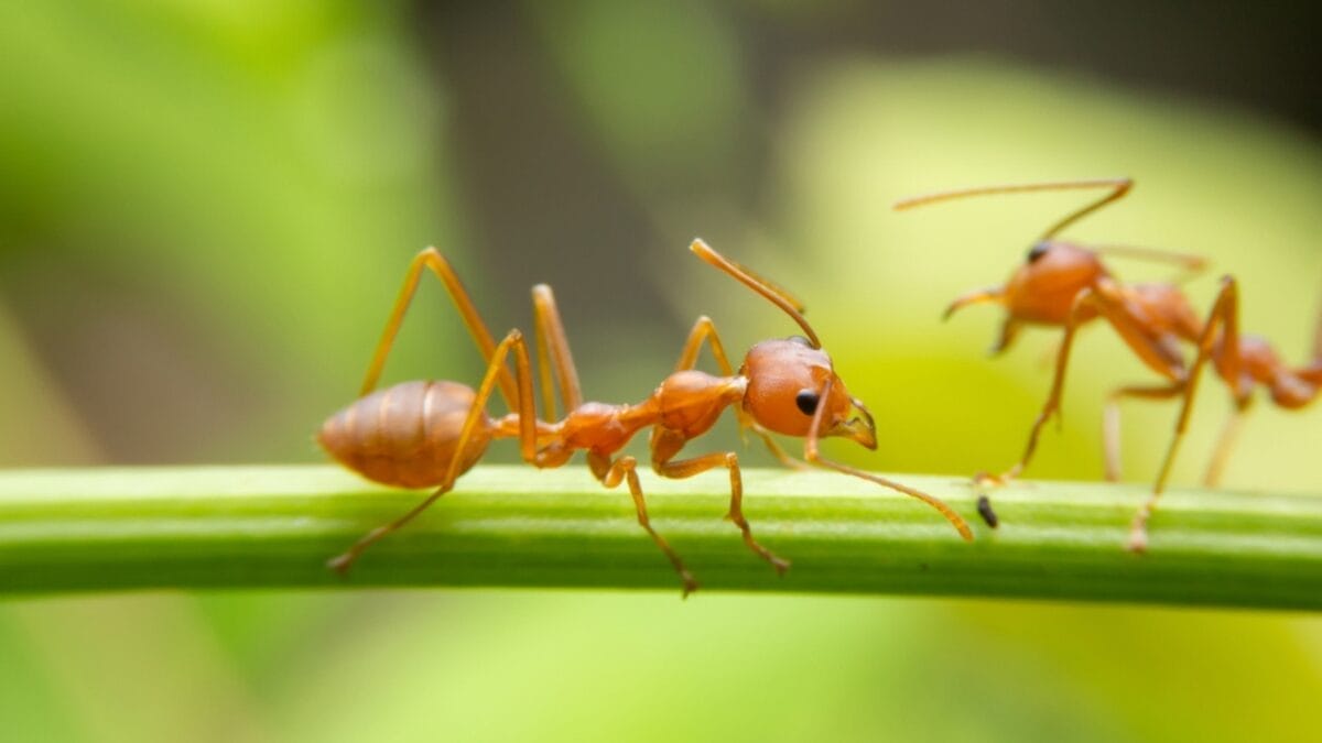 14 Dangerous Bugs You Should Eliminate on Sight - fire ants ss1566808837