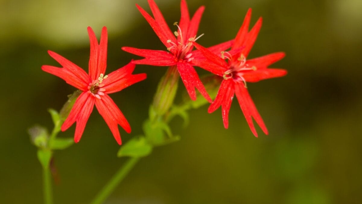 This Red Flowering Plant Is a Hummingbird Magnet 3 This Red Flowering Plant Is a Hummingbird Magnet - fire pink flower ss1334846294