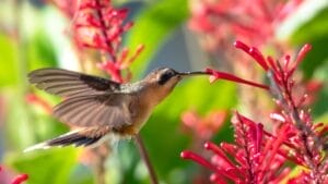This Red Flowering Plant Is a Hummingbird Magnet 1 This Red Flowering Plant Is a Hummingbird Magnet - firecracker plant being pollinated by humming bird ss1241005525