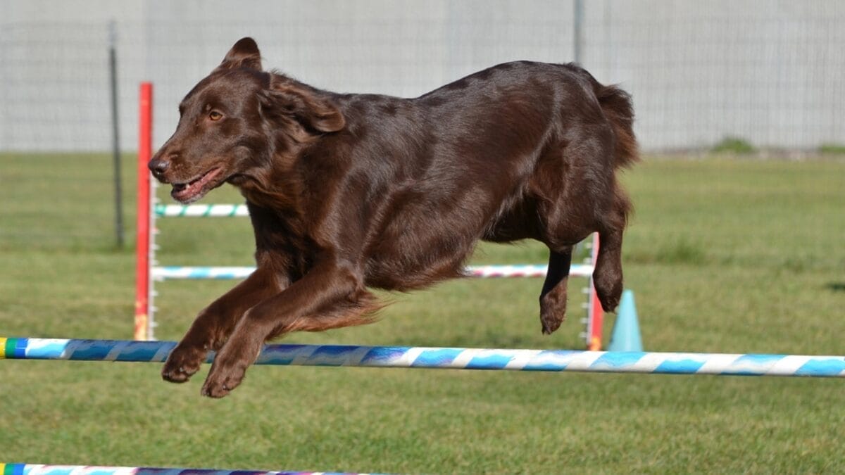 10 Facts About Flat-Coated Retrievers, aka the 'Gamekeeper’s Dog' 7 10 Facts About Flat-Coated Retrievers, aka the 'Gamekeeper’s Dog' - flat coated retriever athlete dp101405714
