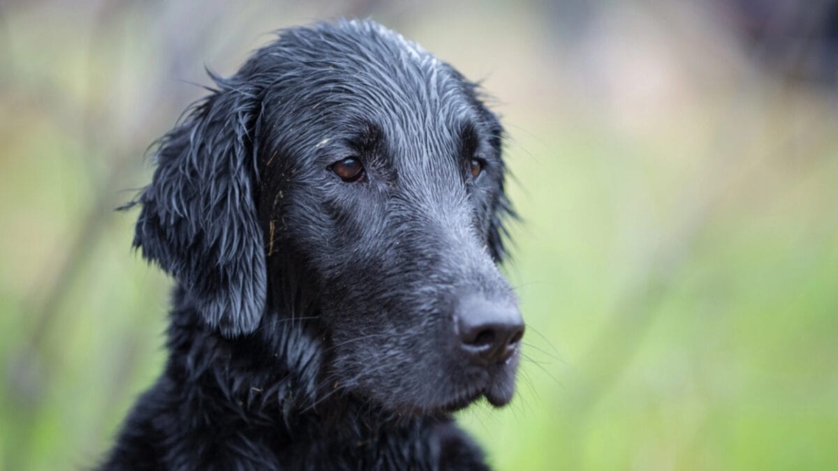 10 Facts About Flat-Coated Retrievers, aka the 'Gamekeeper’s Dog' 2 10 Facts About Flat-Coated Retrievers, aka the 'Gamekeeper’s Dog' - flat coated retriever dp174874224