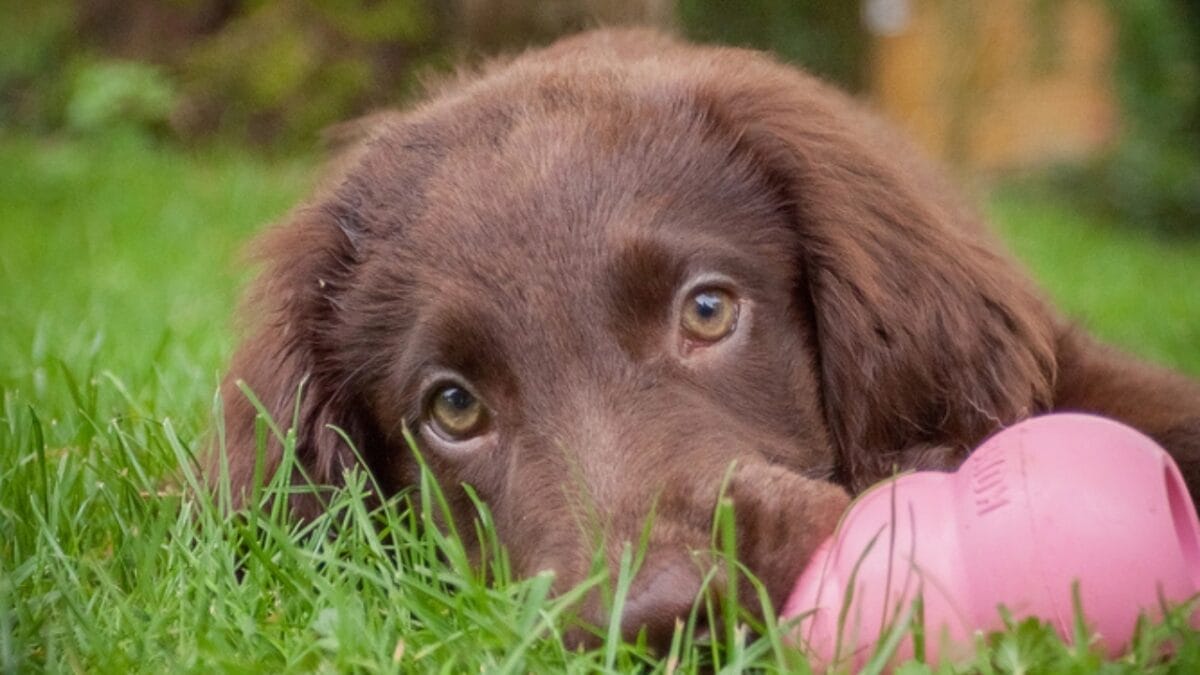 10 Facts About Flat-Coated Retrievers, aka the 'Gamekeeper’s Dog' 9 10 Facts About Flat-Coated Retrievers, aka the 'Gamekeeper’s Dog' - flat coated retriever health dp50908007
