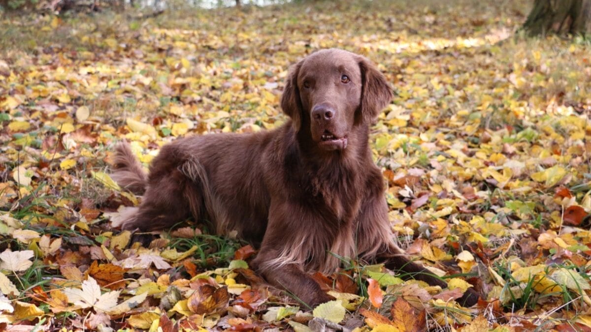 10 Facts About Flat-Coated Retrievers, aka the 'Gamekeeper’s Dog' 10 10 Facts About Flat-Coated Retrievers, aka the 'Gamekeeper’s Dog' - flat coated retriever in forest dp185182350