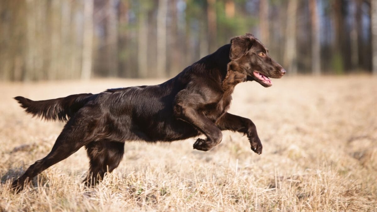 10 Facts About Flat-Coated Retrievers, aka the 'Gamekeeper’s Dog' 8 10 Facts About Flat-Coated Retrievers, aka the 'Gamekeeper’s Dog' - flat coated retriever playing dp67650465