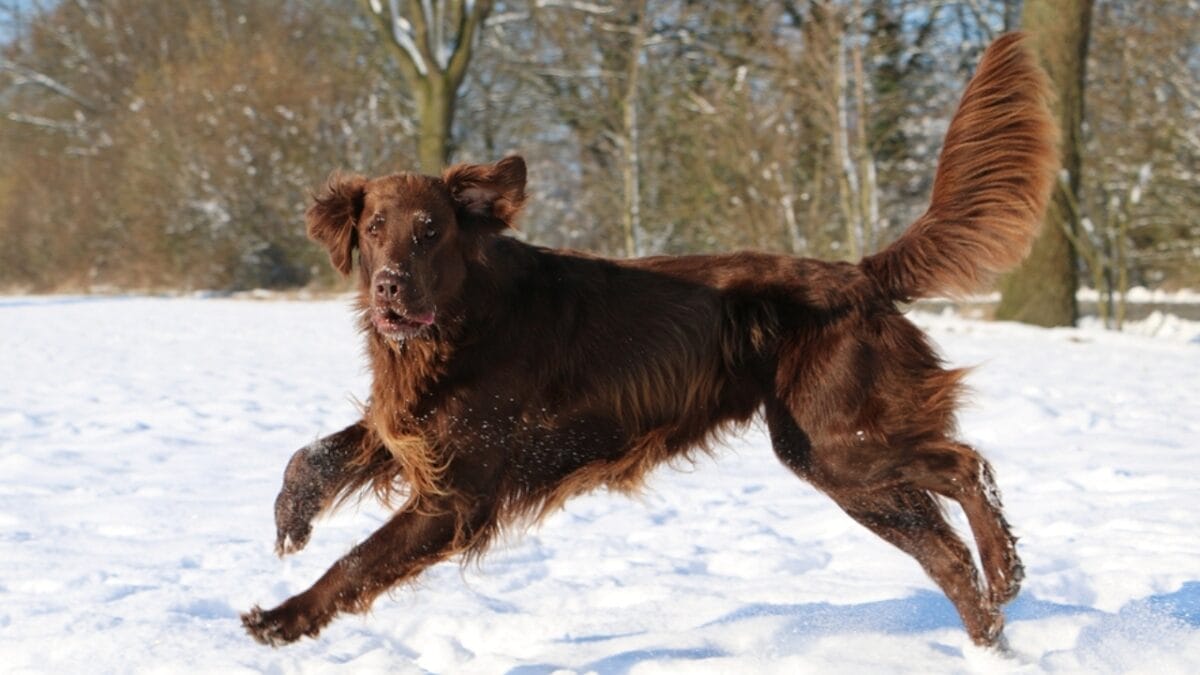 10 Facts About Flat-Coated Retrievers, aka the 'Gamekeeper’s Dog' 6 10 Facts About Flat-Coated Retrievers, aka the 'Gamekeeper’s Dog' - flat coated retriever running dp233723624