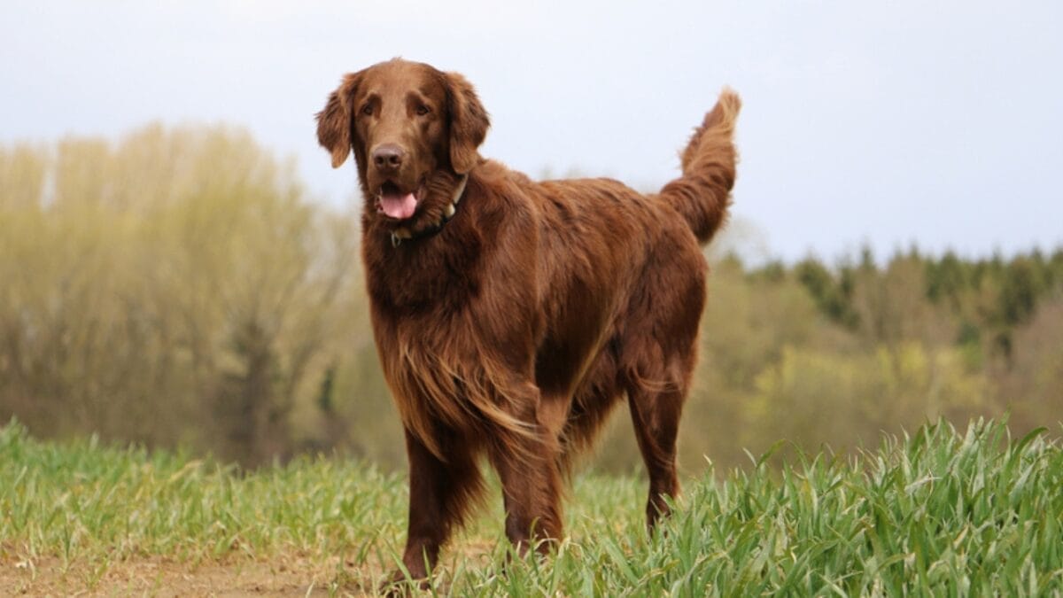 These Dog Breeds Have the Shortest Lifespans—One Breed Lives Just 5 Years - flat coated retriever ss1049489111
