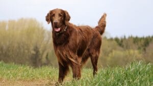 10 Facts About Flat-Coated Retrievers, aka the 'Gamekeeper’s Dog' 1 10 Facts About Flat-Coated Retrievers, aka the 'Gamekeeper’s Dog' - flat coated retriever ss1049489111