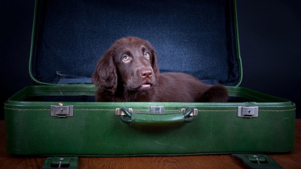 10 Facts About Flat-Coated Retrievers, aka the 'Gamekeeper’s Dog' 11 10 Facts About Flat-Coated Retrievers, aka the 'Gamekeeper’s Dog' - flat coated retriever with owner dp50908783