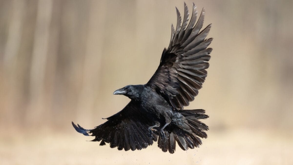 10 Ways to Tell Crows & Ravens Apart 6 10 Ways to Tell Crows & Ravens Apart - flight pattern ss2282769285