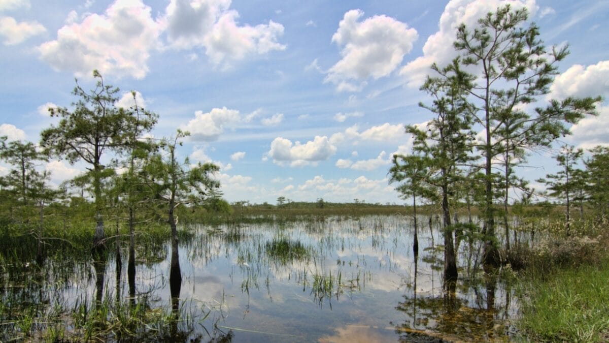 The Most Interesting Fact About Each of the 50 States 10 The Most Interesting Fact About Each of the 50 States - florida everglades national park dp6305900