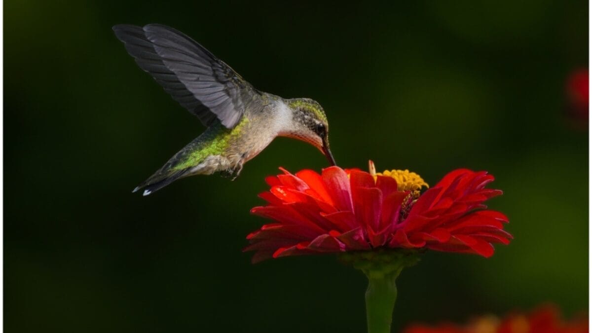 What Do Hummingbirds Eat? 8 Items on Their Menu 4 What Do Hummingbirds Eat? 8 Items on Their Menu - florida ruby throated hummingbird ss2345980475