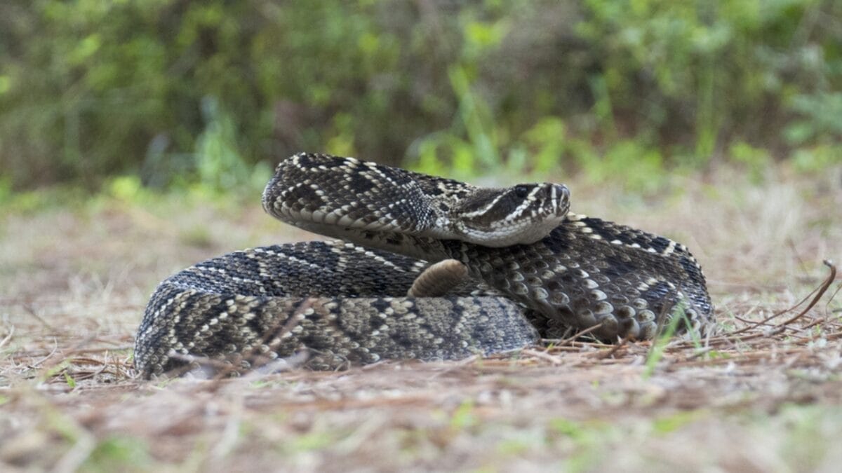 5 States Where Over 7,000 Venomous Snake Bites Happen Every Year - florida ss557688166